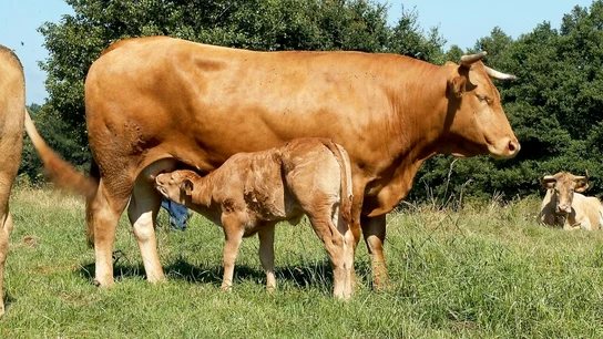Vaca Rubia de origen gallego junto a su cría Vaca Rubia de origen gallego junto a su cría