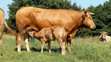 Vaca Rubia de origen gallego junto a su cría