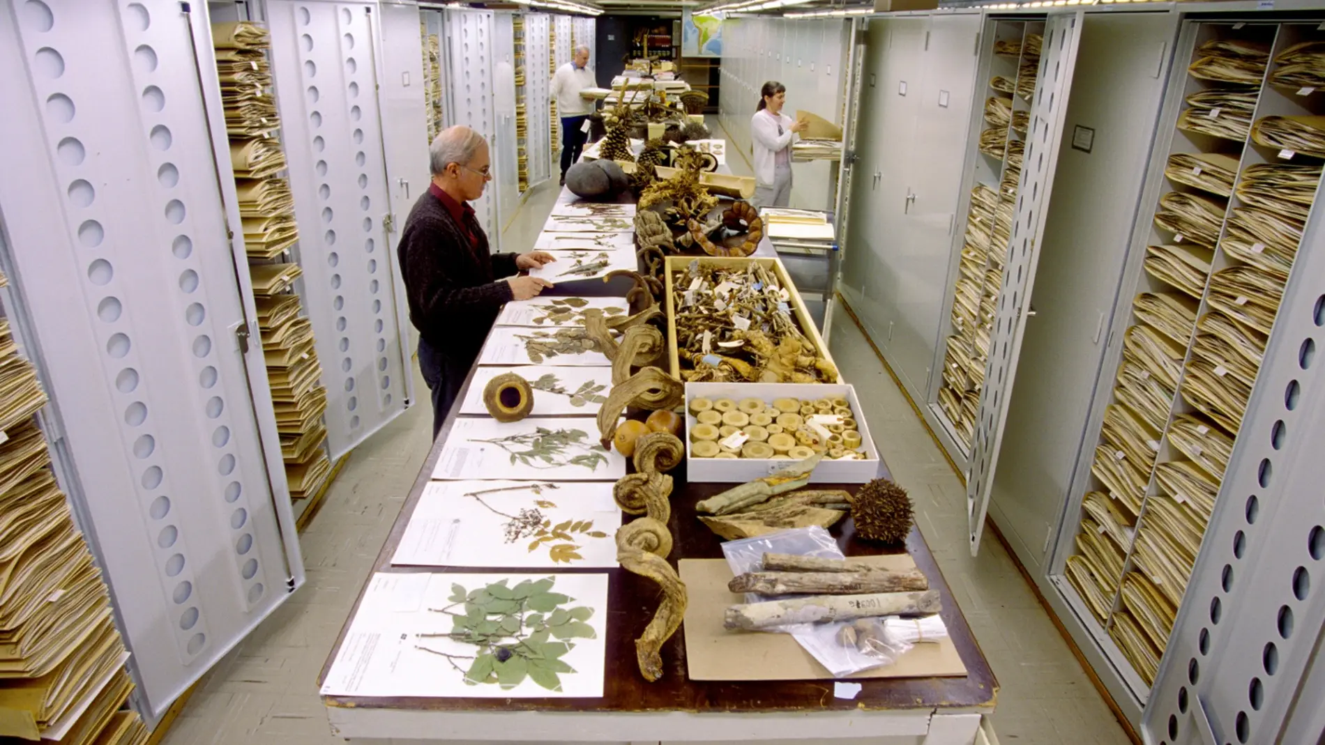 Científicos analizan objetos de historia natural