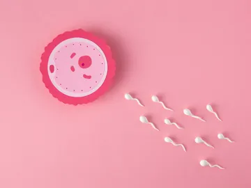 Óvulo y espermatozoides Óvulo y espermatozoides