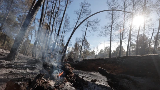 Restos de una de las zonas afectadas por los incendios vividos en Castellón Restos de una de las zonas afectadas por los incendios vividos en Castellón