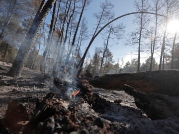 Restos de una de las zonas afectadas por los incendios vividos en Castellón