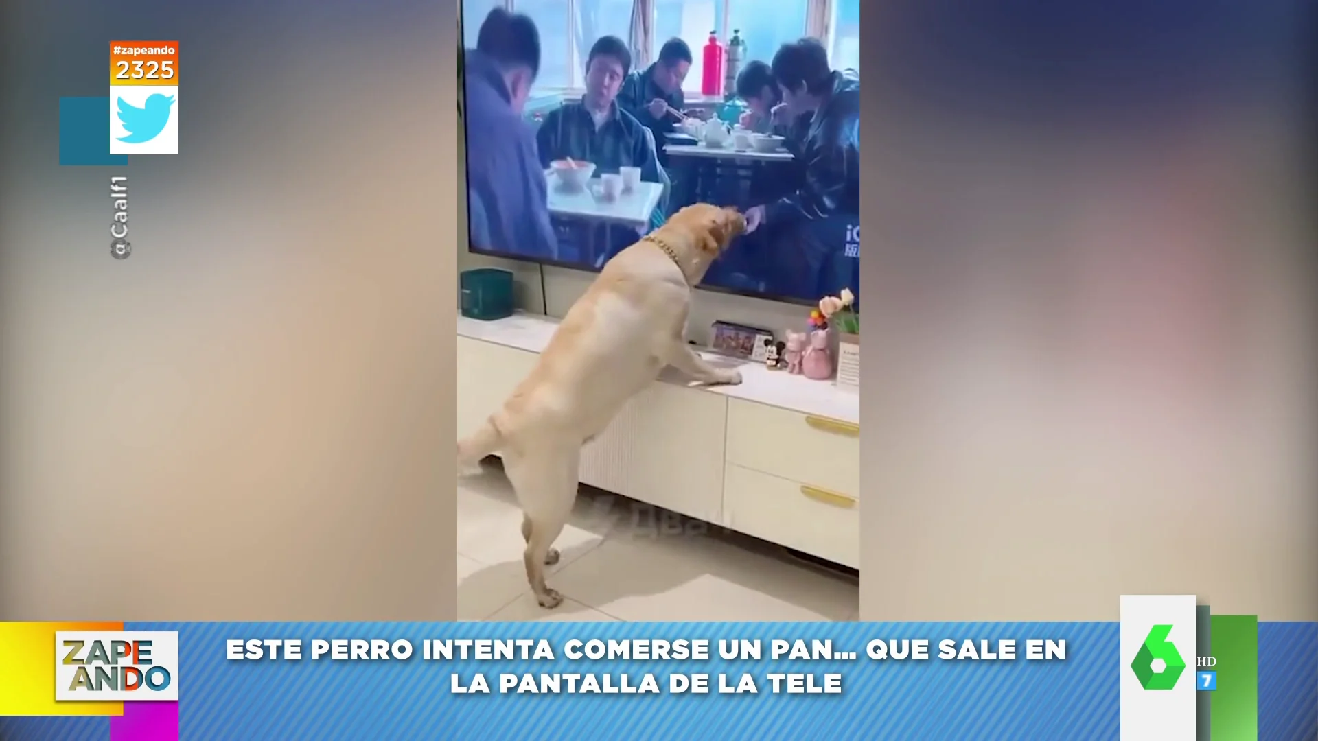 El adorable viral de un perro lamiendo la tele pensando que le están dando de comer 