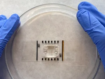 Chip que emula la barrera hematoencefálica del cerebro humano Chip que emula la barrera hematoencefálica del cerebro humano