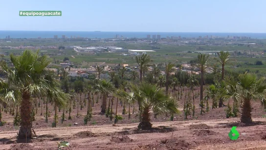 Del negocio de la cerámica al aguacate: la apuesta de la familia Lladró por el cultivo del 'oro verde' Del negocio de la cerámica al aguacate: la apuesta de la familia Lladró por el cultivo del 'oro verde'
