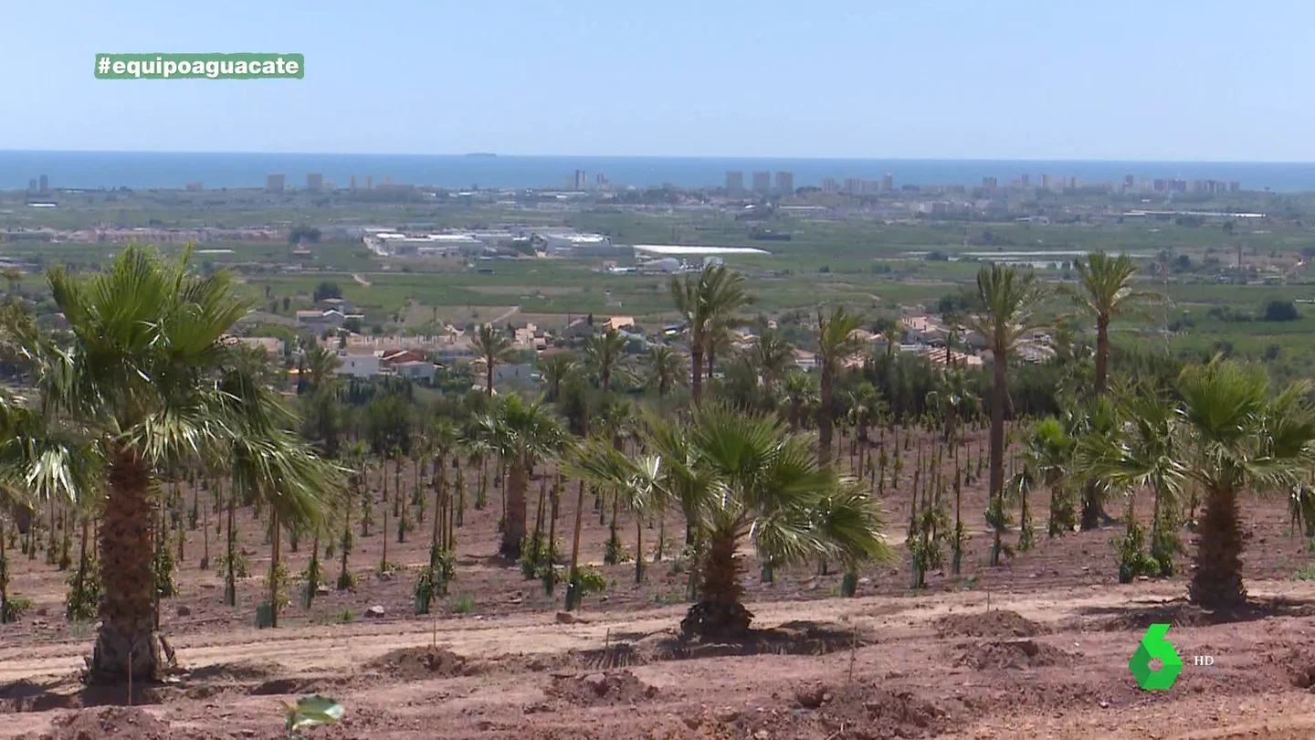 Del negocio de la cerámica al aguacate: la apuesta de la familia Lladró por el cultivo del 'oro verde' Del negocio de la cerámica al aguacate: la apuesta de la familia Lladró por el cultivo del 'oro verde'
