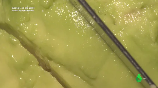 Cuida la piel, ayuda a prevenir el cáncer, favorece la flora intestinal...: mitos y verdades sobre las propiedades del aguacate Cuida la piel, ayuda a prevenir el cáncer, favorece la flora intestinal...: mitos y verdades sobre las propiedades del aguacate