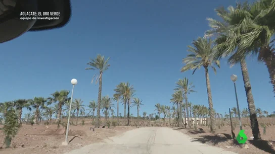 El 'lucrativo' negocio del cultivo de aguacate: más de 100.000 euros de facturación al año El 'lucrativo' negocio del cultivo de aguacate: más de 100.000 euros de facturación al año