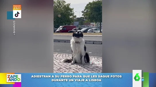 Un perro es adiestrado para inmortalizar el viaje de sus dueños a Lisboa: "Encuadra mejor que mi madre" Un perro es adiestrado para inmortalizar el viaje de sus dueños a Lisboa: "Encuadra mejor que mi madre"