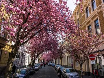 Fiesta de los cerezos en flor... en Bonn