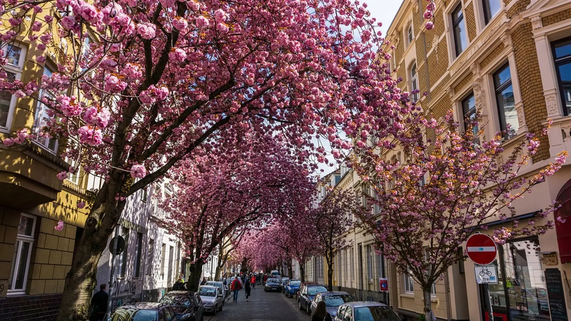 Fiesta de los cerezos en flor... en Bonn
