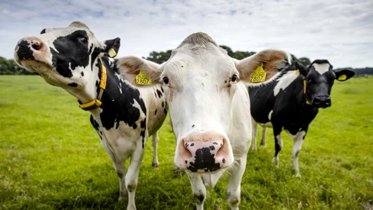 Imagen de archivo de unas vacas en los pastos Imagen de archivo de unas vacas en los pastos