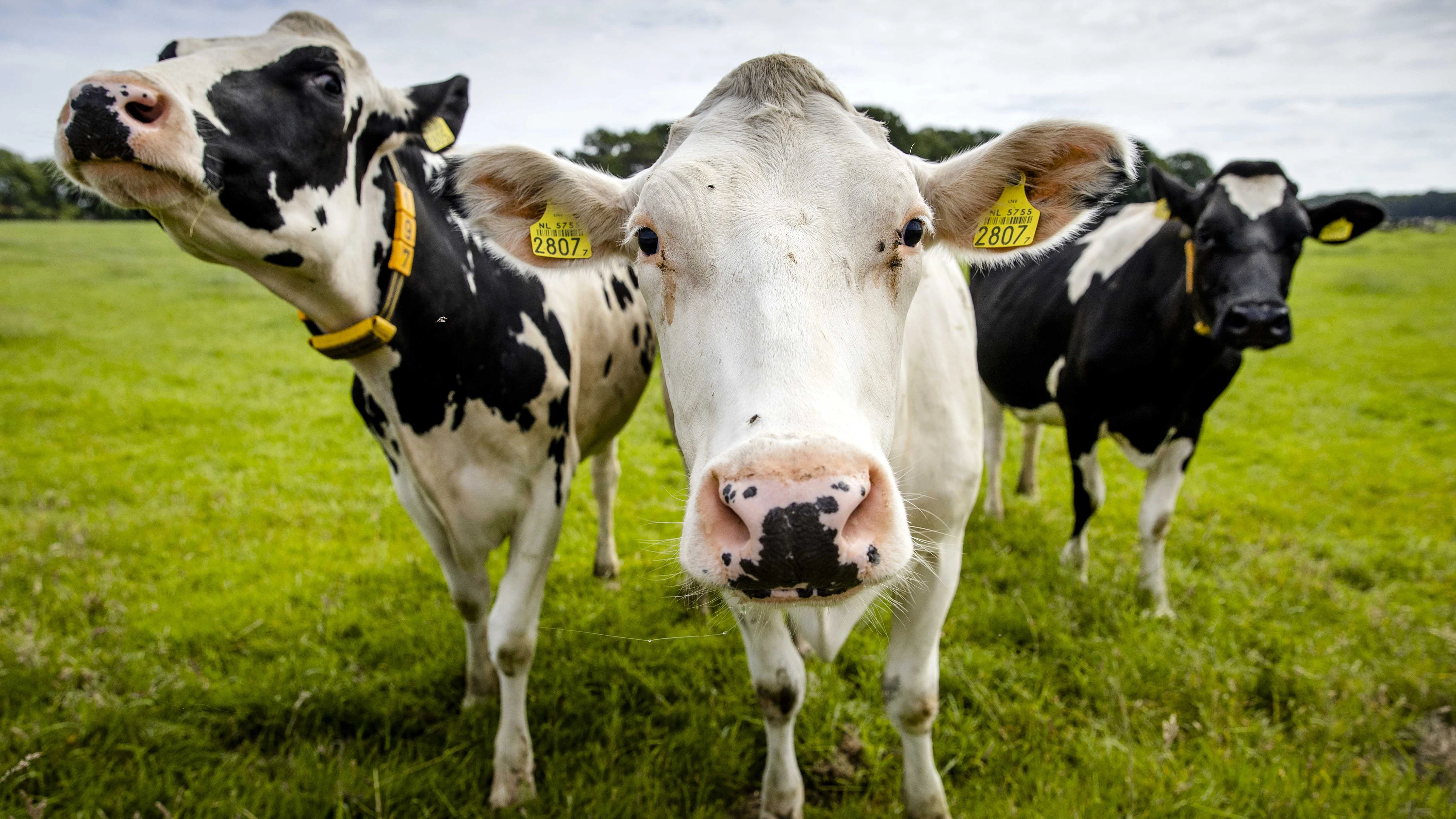 Imagen de archivo de unas vacas en los pastos