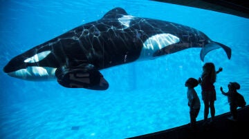 Imagen de archivo de una orca en cautividad