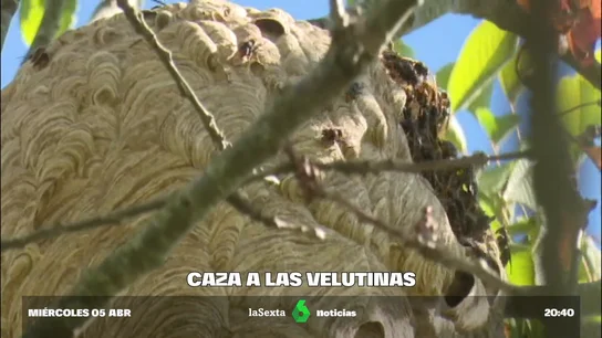 Caza a las velutinas Caza a las velutinas