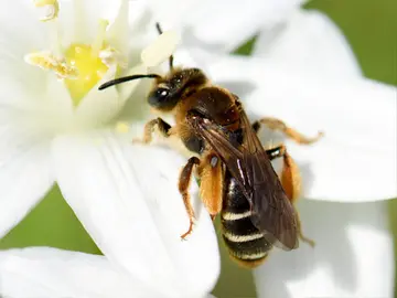 Ejemplar de abeja 'Andrena baetica' Ejemplar de abeja 'Andrena baetica'