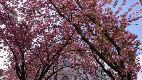 Cerezos en flor en Bonn