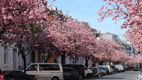 Cerezos en flor en Bonn