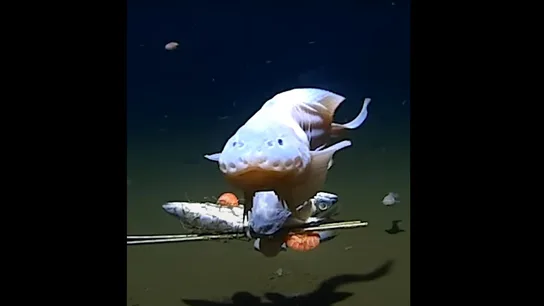 El pez caracol grabado a 8.336 metros de profundidad El pez caracol grabado a 8.336 metros de profundidad