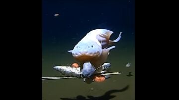 El pez caracol grabado a 8.336 metros de profundidad