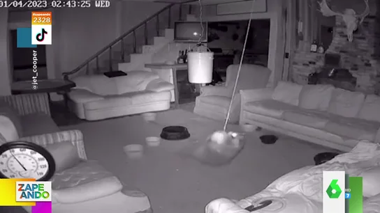 Un mapache se cuela en una casa y se 'marca' una actuación a lo Miley Cyrus Un mapache se cuela en una casa y se 'marca' una actuación a lo Miley Cyrus