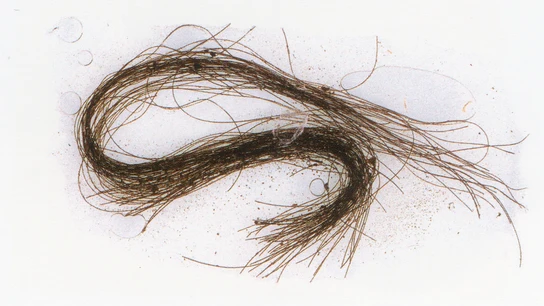 Detalle de un mechón de pelo. Detalle de un mechón de pelo.