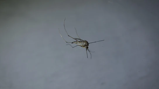 Imagen de archivo de un mosquito. Imagen de archivo de un mosquito.