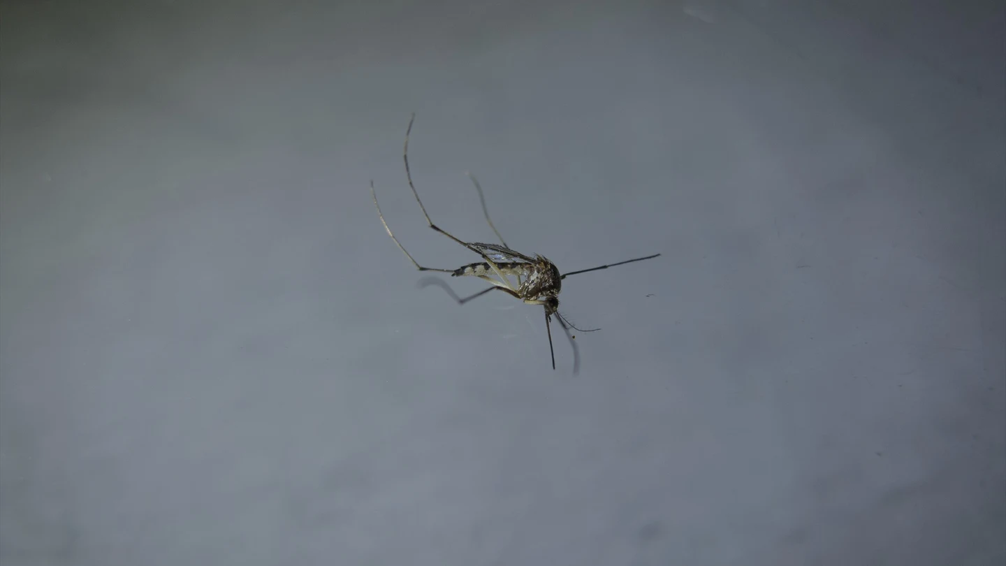 Imagen de archivo de un mosquito. Imagen de archivo de un mosquito.
