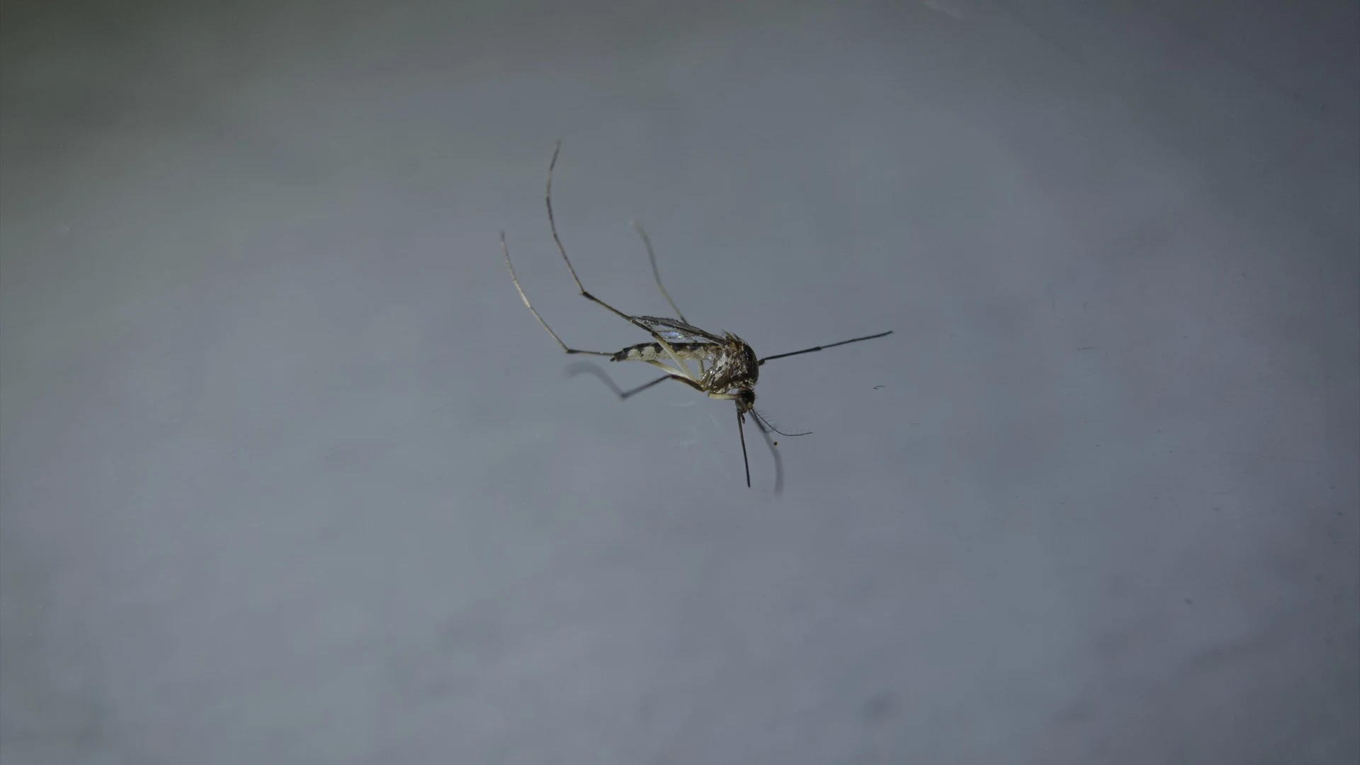 Imagen de archivo de un mosquito.