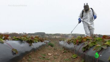 Plagas en las fresas, o cómo el cambio climático ataca a los cultivos