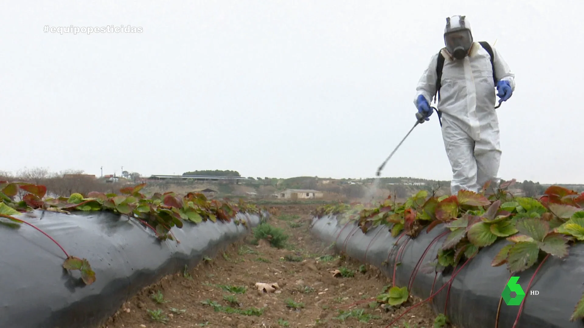 Plagas en las fresas, o cómo el cambio climático ataca a los cultivos