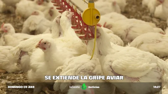 GRIPE AVIAR GRIPE AVIAR
