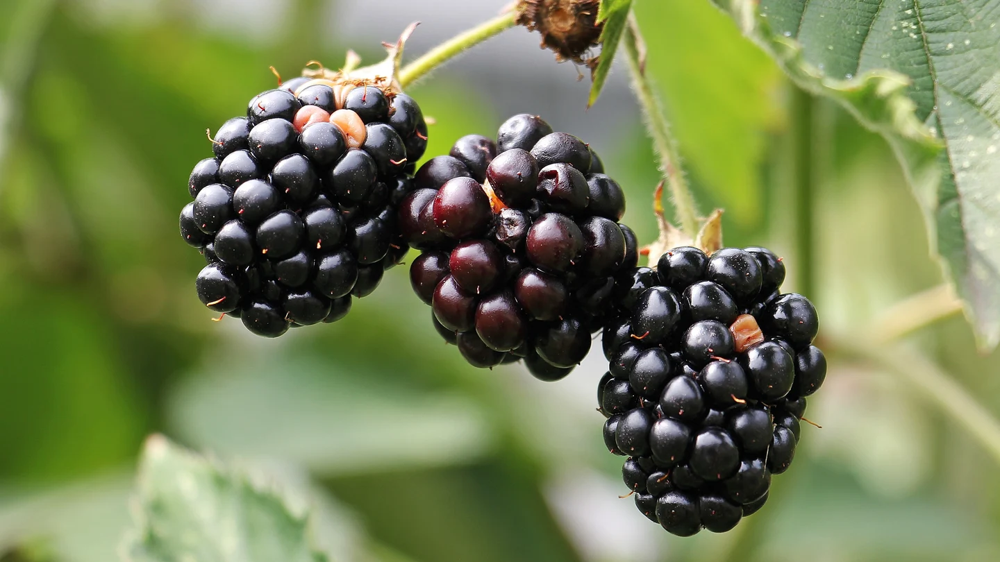Cuáles son las frutas y verduras de temporada de junio Cuáles son las frutas y verduras de temporada de junio