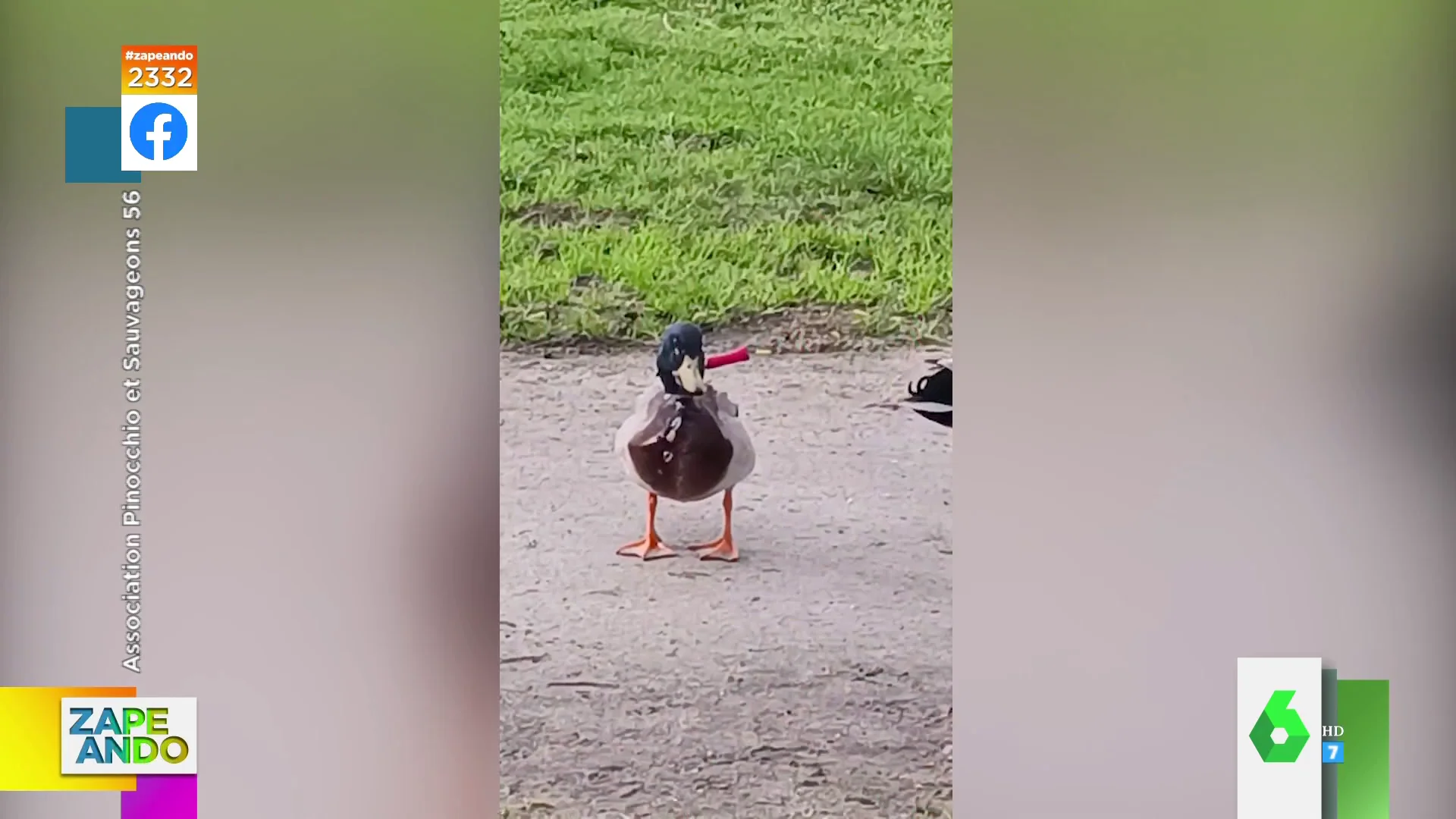 El increíble caso de un pato que sobrevive con un cuchillo atravesado en el cuello