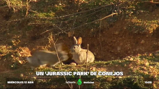 Plagas de superconejos siguen atacando los campos arruinando a agricultores: "Se lo han comido todo" Plagas de superconejos siguen atacando los campos arruinando a agricultores: "Se lo han comido todo"