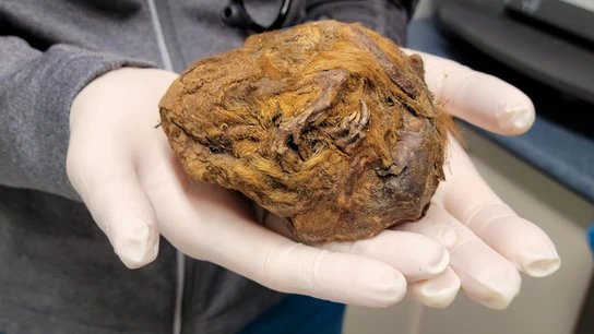 Ardilla de la Edad de Hielo momificada. Ardilla de la Edad de Hielo momificada.