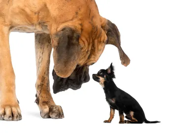 Perro grande y perro pequeño Perro grande y perro pequeño