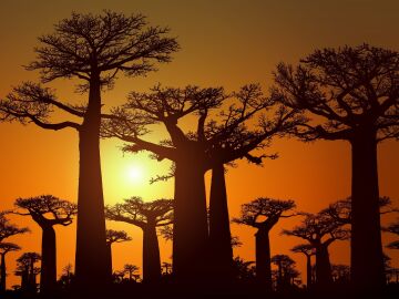 Descubre la Avenida de los Baobabs, el lugar más famoso de Madagascar