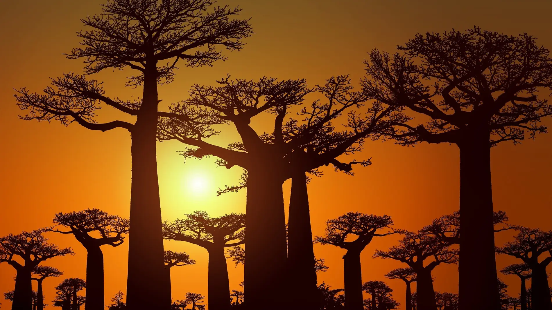 Descubre la Avenida de los Baobabs, el lugar más famoso de Madagascar