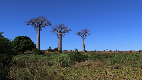 Baobabs