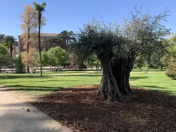 El árbol más antiguo de Madrid, un olivo de 627 años El árbol más antiguo de Madrid, un olivo de 627 años