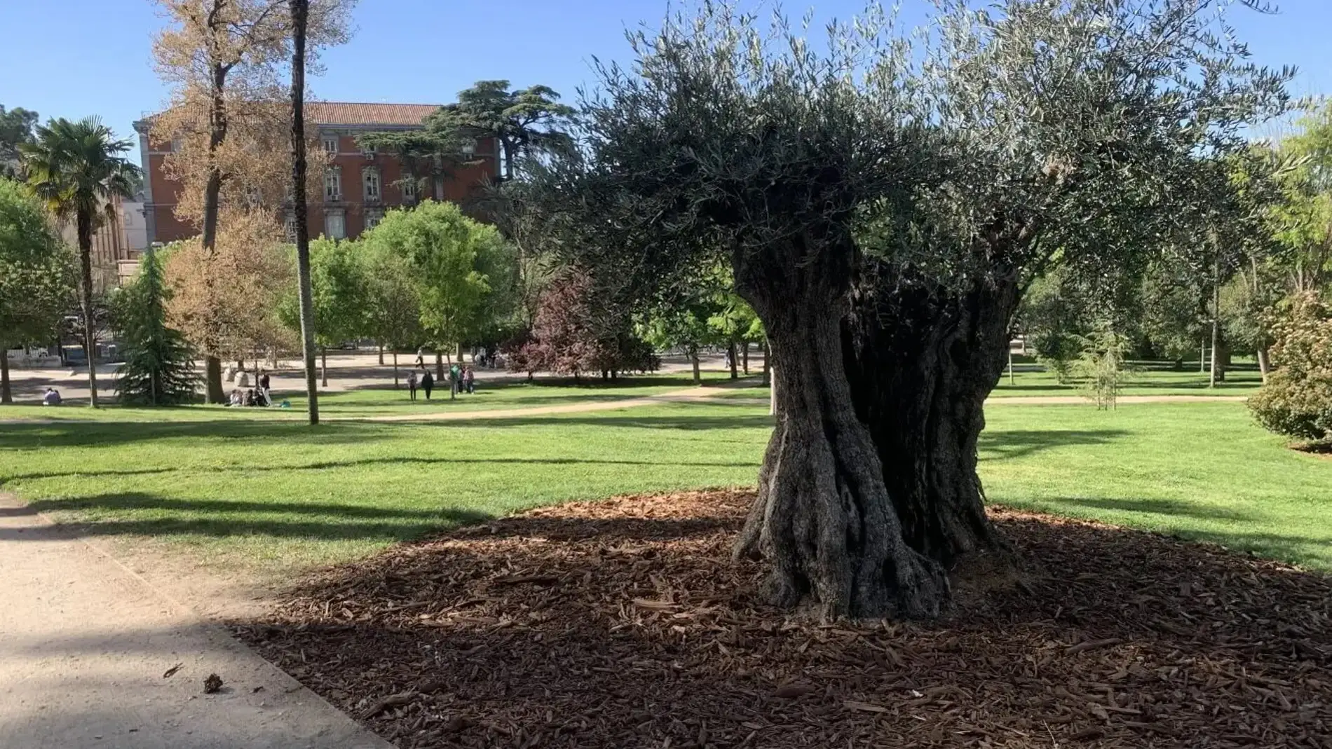 El árbol más antiguo de Madrid, un olivo de 627 años