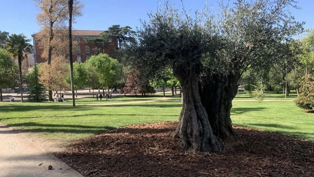 El árbol más antiguo de Madrid, un olivo de 627 años El árbol más antiguo de Madrid, un olivo de 627 años