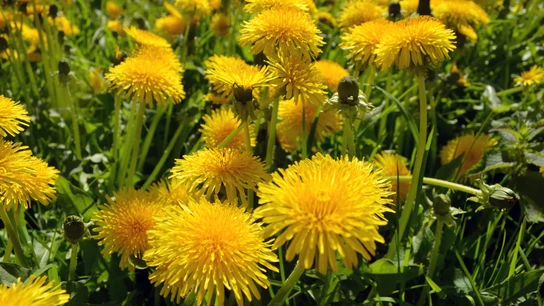 Cuáles son los beneficios y propiedades del diente de león Cuáles son los beneficios y propiedades del diente de león