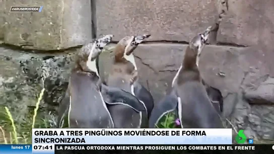 El divertido vídeo viral de tres pingüinos intentando cazar un reflejo en la pared de forma sincronizada El divertido vídeo viral de tres pingüinos intentando cazar un reflejo en la pared de forma sincronizada