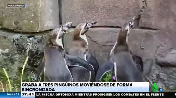 El divertido vídeo viral de tres pingüinos intentando cazar un reflejo en la pared de forma sincronizada