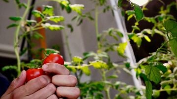 Una persona trabajando unos tomates plantados en casa