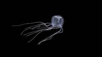 Descubren nueva especie de medusa con 24 ojos en un área protegida de Hong Kong.