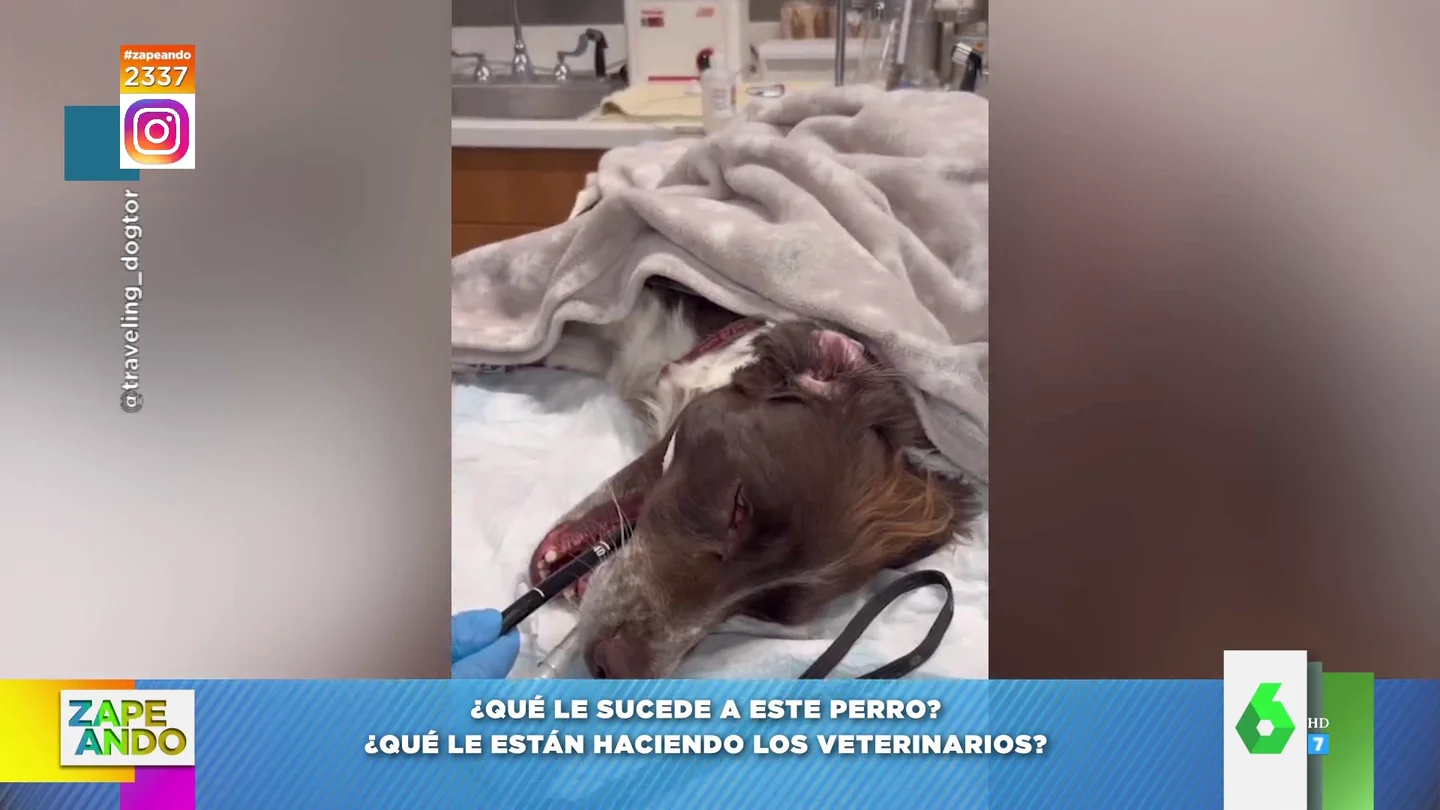 La razón por la que un perro es intervenido por los veterinarios: "¡Vais a alucinar!" La razón por la que un perro es intervenido por los veterinarios: "¡Vais a alucinar!"