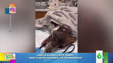 La razón por la que un perro es intervenido por los veterinarios: "¡Vais a alucinar!"